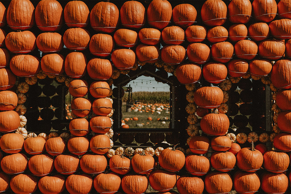 maisons de citrouilles à citrouilleville st zotique